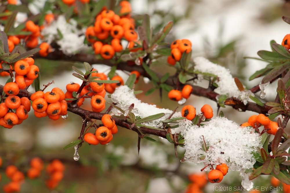 タチバナモドキの橙色の果実と枝の雪