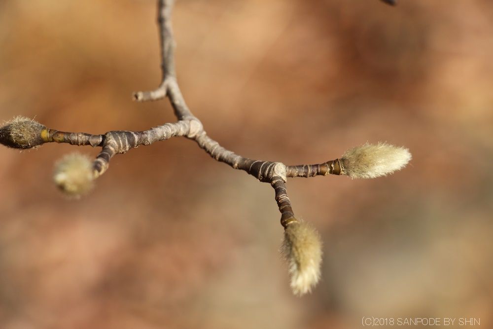 コブシの木の冬芽