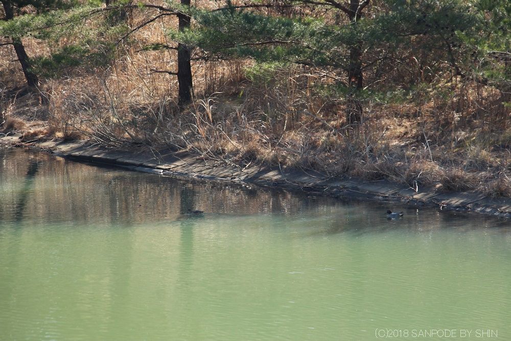 池の水面を優雅に泳いでいるカモ
