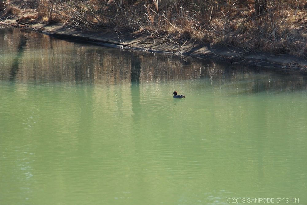 池の水面を優雅に泳いでいるカモ
