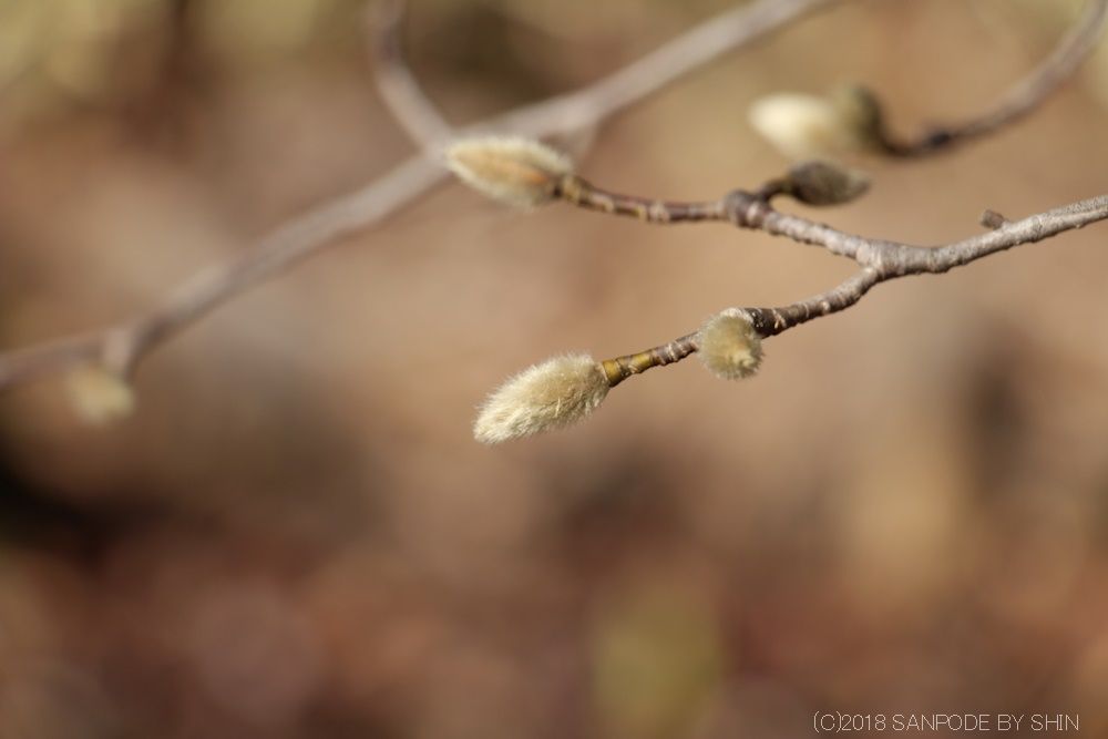 少しふっくらとしてきたコブシの冬芽