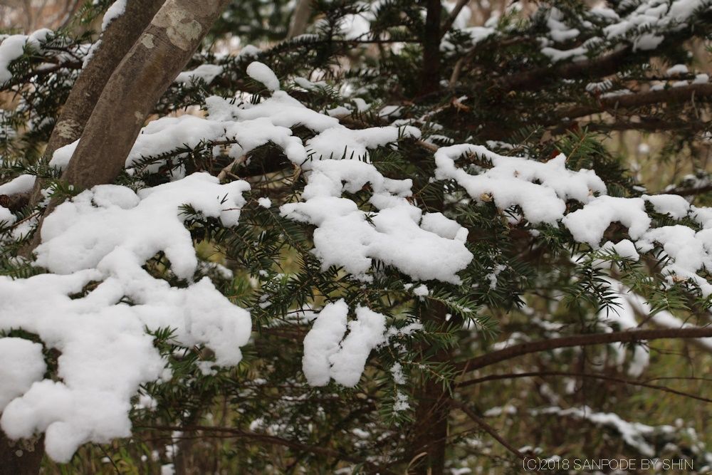雪をのせたもみの木の枝