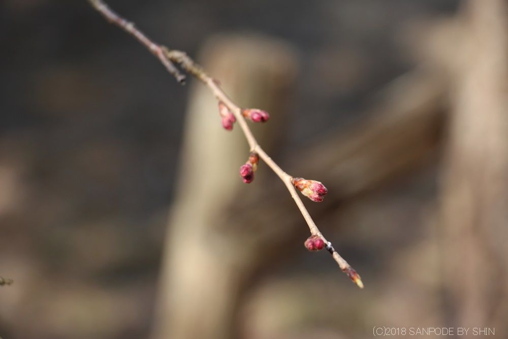 枝垂れ桜のつぼみ