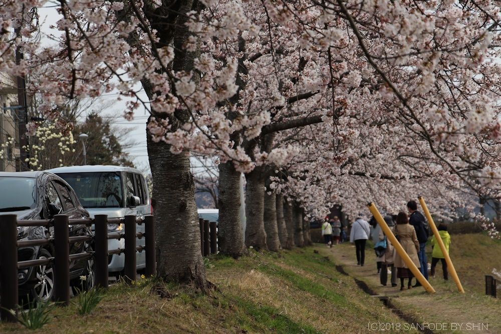 大倉緑地の桜並木