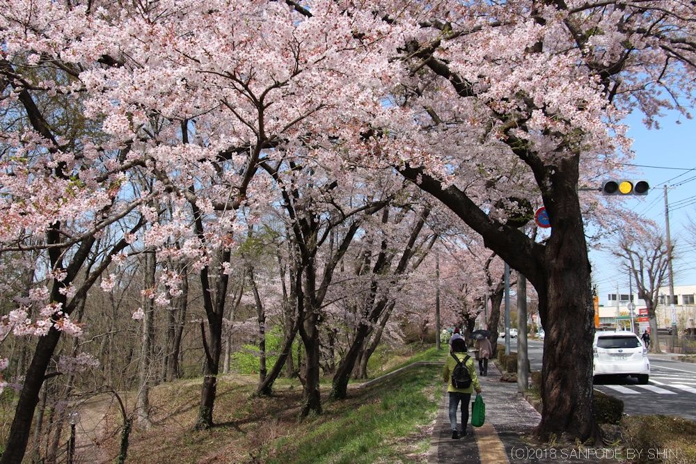 将監風致公園の桜