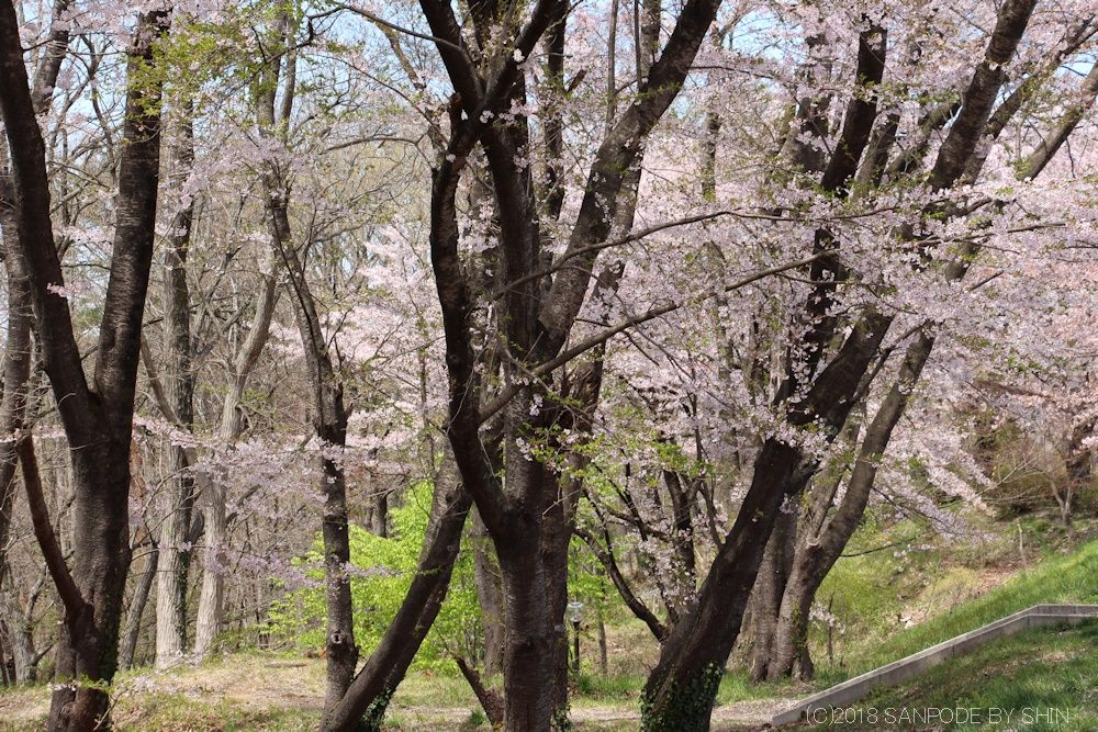 将監風致公園の桜