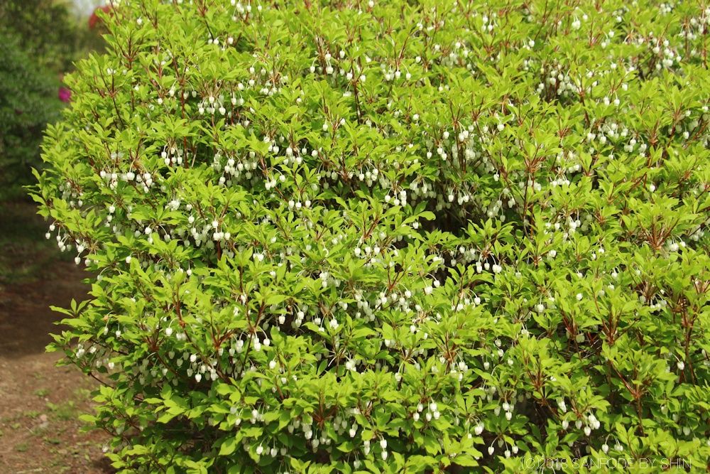 ドウダンツツジの葉と白い花