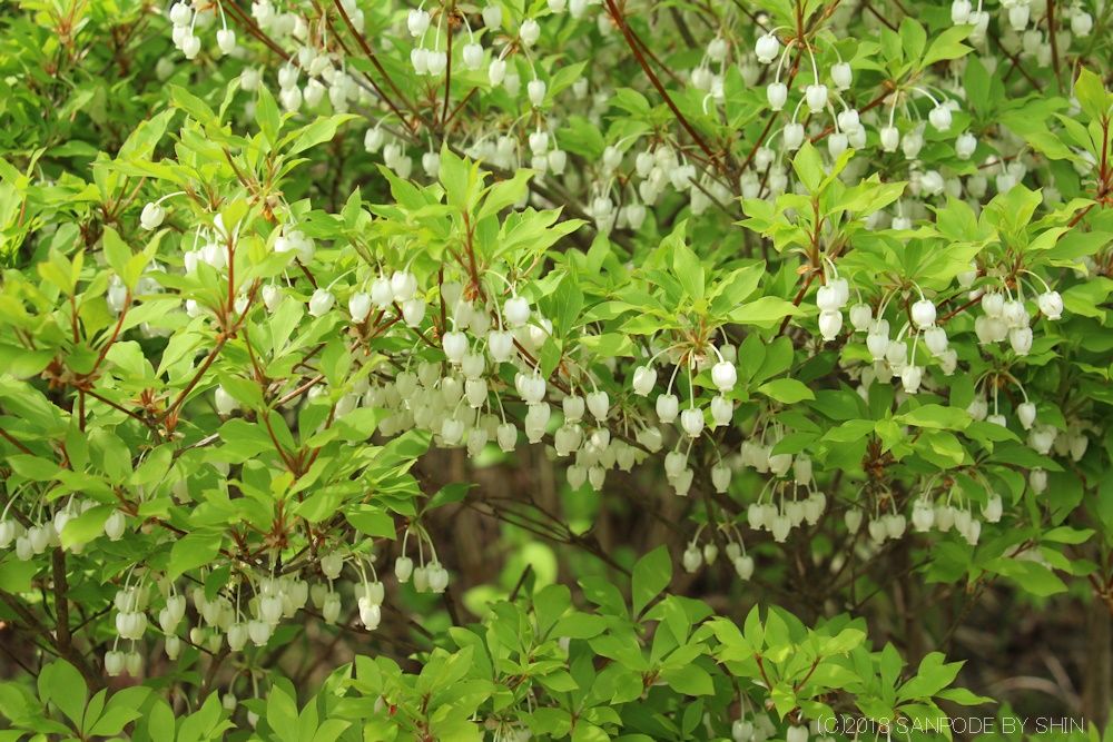 ドウダンツツジの葉と白い花