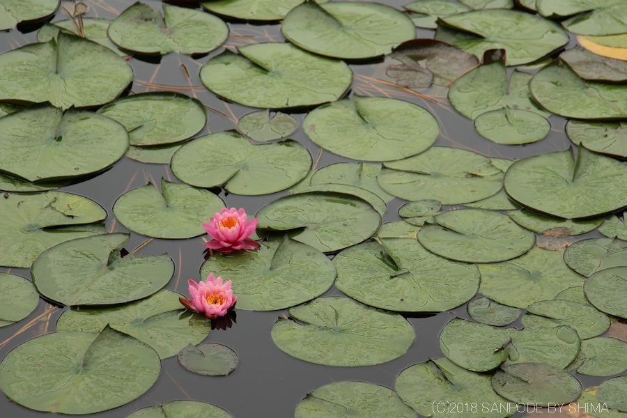 水面に浮かぶ睡蓮の花