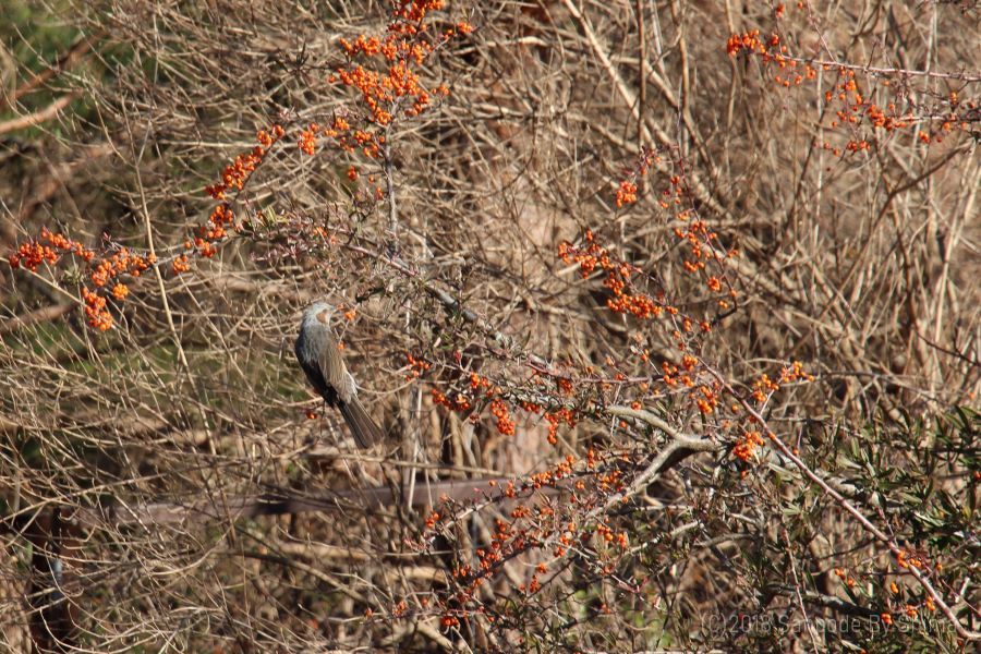 タチバナモドキの果実を食べる野鳥