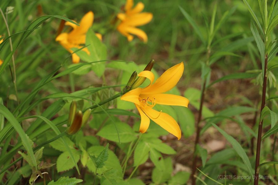 こんな所に ニッコウキスゲの花が ぶらり散歩で