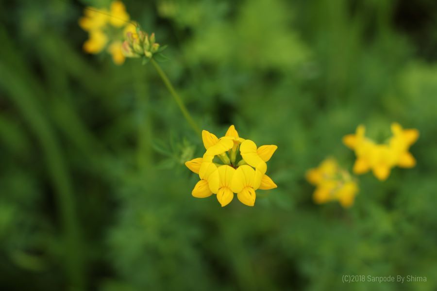 セイヨウミヤコグサの花